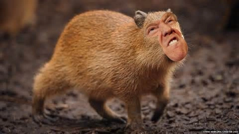Trump the capybara #FreeToEdit