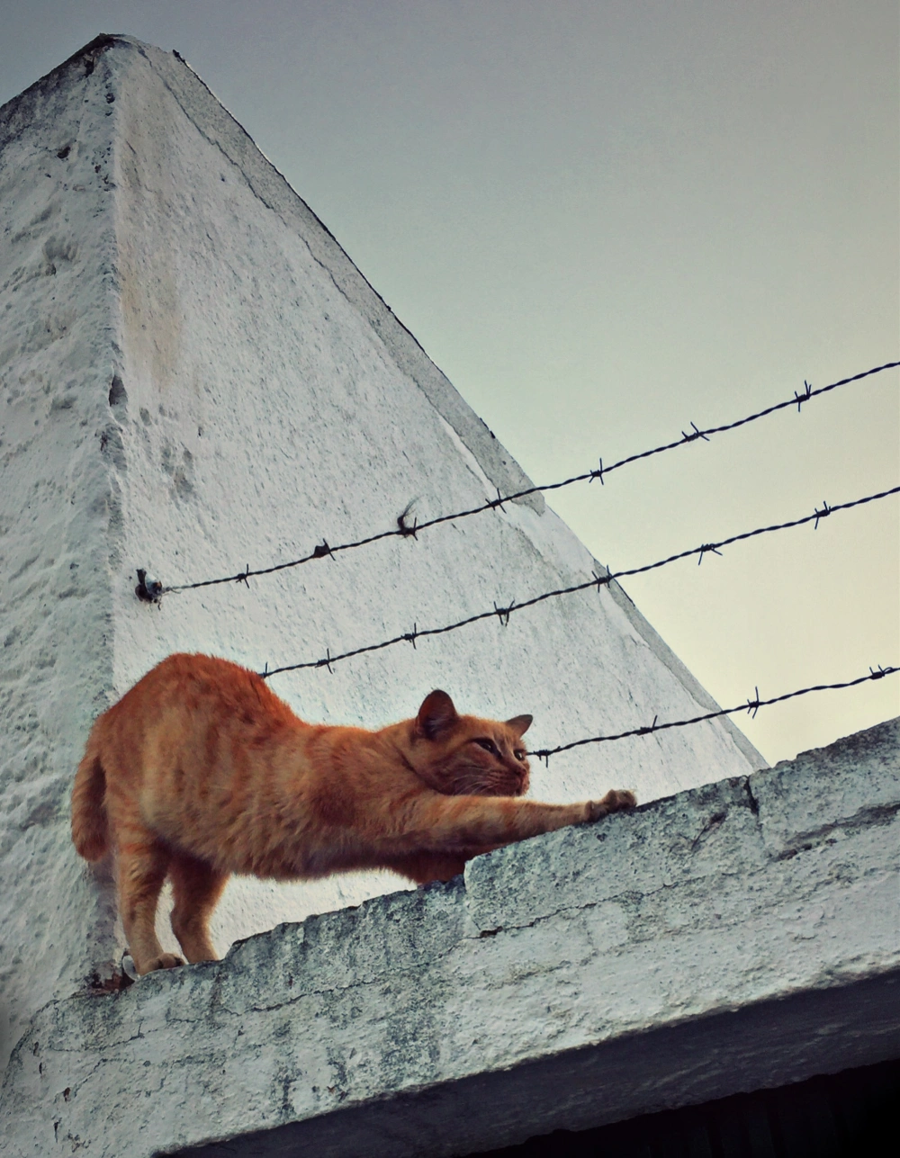 #lazy #streetcat #barbedwire #streetphotography